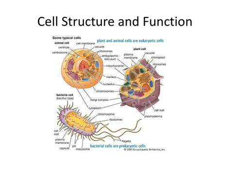 how are cells similar to organisms in their function